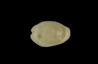 藏品(黃寶螺)的圖片